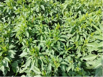 20240920142631558004