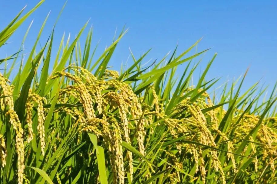 202412041733300933300819