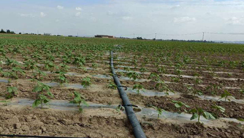 甘肃省兰州新区中川园区2020年高尺度农田建设项目